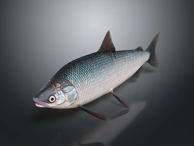 Fresh Silver Scaled Fish With Red Fins And Detailed Eyes For Kitchen Cooking Ingredient 3d model