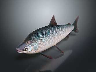 Catfish Carp Sturgeon Bass Freshwater Fish Various Carp Grass Carp Crucian Carp 3d model