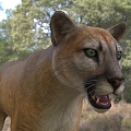 Modern Florida Cougar Animal Creatures 3d model