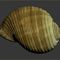 Shellfish Seashell Featuring Yellow And White Stripes In Half Open State On Reflective Surface