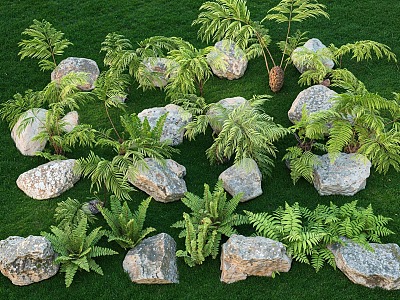 Fern Kidney Fern Courtyard Plant Landscape Stone Landscape model