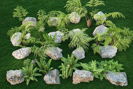 Fern Kidney Fern Courtyard Plant Landscape Stone Landscape 3d model