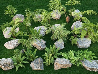 Fern Kidney Fern Courtyard Plant Landscape Stone Landscape 3d model