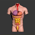 Human Torso Anatomy Model Showing Internal Organs Lungs Heart Stomach Intestines