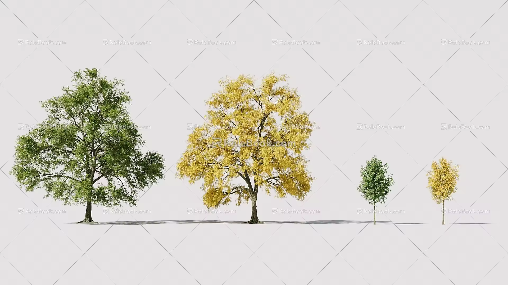 Corona landscape Robinia pseudoacacia sapling and tree morphology 3d model