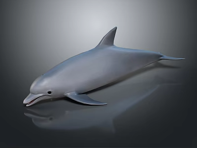 Realistic Gray Dolphin Model in Side View on Dark Glossy Surface 3d model