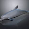 Realistic Gray Dolphin Model in Side View on Dark Glossy Surface