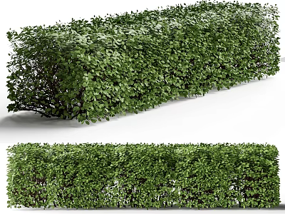 Lush Green Well Trimmed Garden Hedge With Dense Foliage And Neat Shape 3d model
