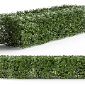 Lush Green Well Trimmed Garden Hedge With Dense Foliage And Neat Shape