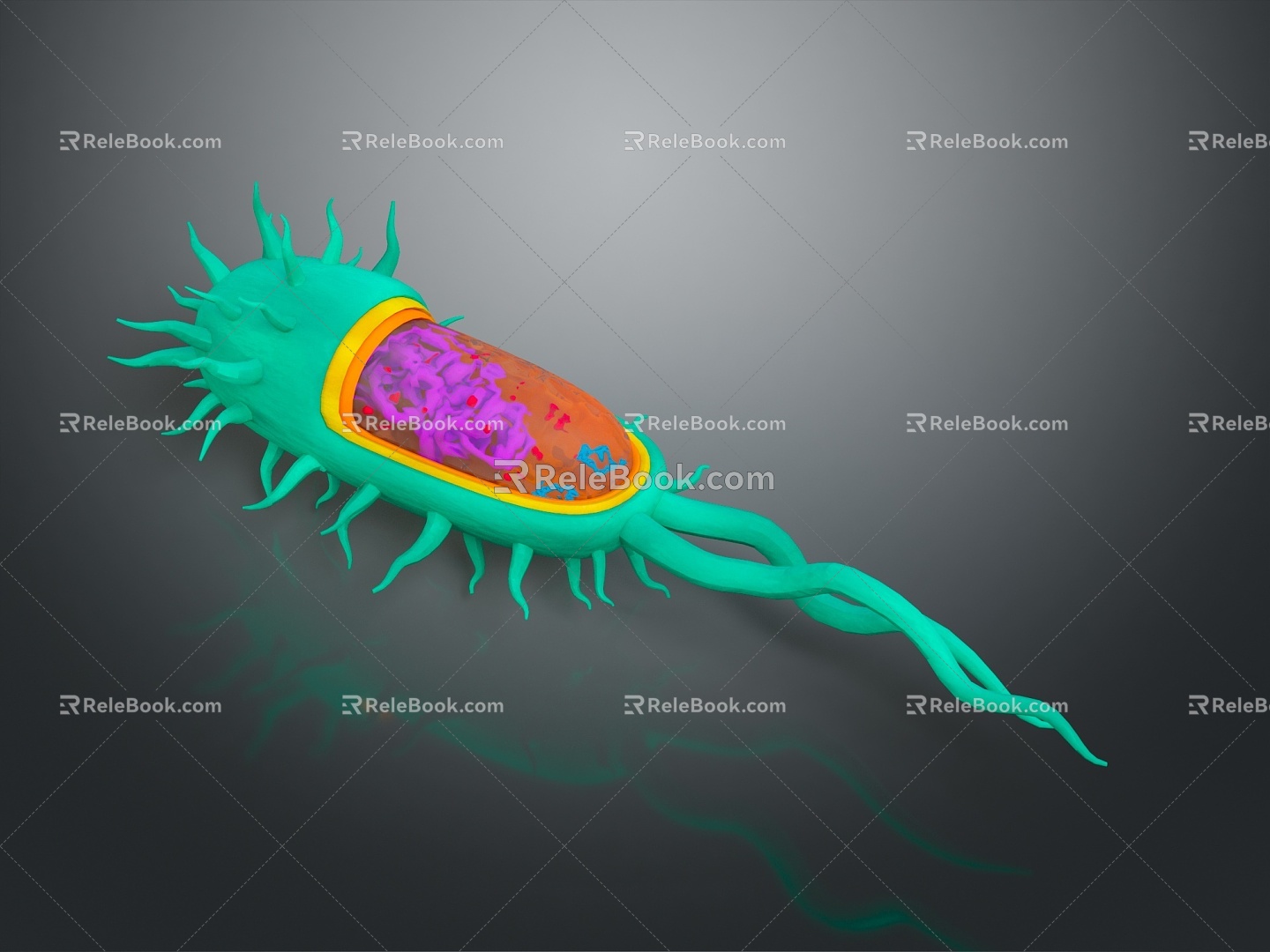 eukaryotic cell cross section cell cell structure cell tissue anatomy organ human organ 3d model