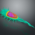 eukaryotic cell cross section cell cell structure cell tissue anatomy organ human organ 3d model