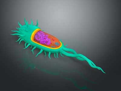 eukaryotic cell cross section cell structure cell tissue anatomy organ human organ 3d model