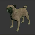 Realistic Light Brown Pug Dog Standing On Dark Smooth Surface Render