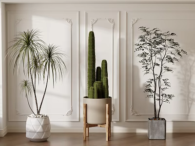 Indoor Potted Cactus and Leafy Trees in Stylish Planters on Wooden Floor White Decorative Wall 3d model