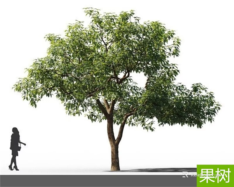 Tall Leafy Fruit Tree in Garden With Person Silhouette and Green Foliage 3d model 