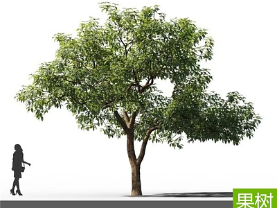 Tall Leafy Fruit Tree in Garden With Person Silhouette and Green Foliage 3d model
