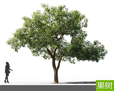 Tall Leafy Fruit Tree in Garden With Person Silhouette and Green Foliage 3d model