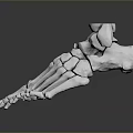 3D Rendered Foot Bone Model As Medical Device For Anatomical Education