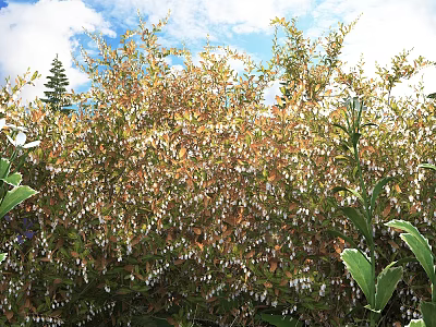 Lush Shrubs With Yellowish Orange Leaves And Small White Flowers Under Bright Blue Sky 3d model