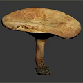 Fresh Orange Brown Mushroom With Large Cap Visible Texture And Thick Stem On Dark Background