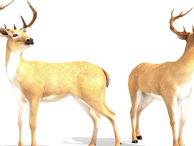 Two Standing Deer With Brownish Yellow Coat Antlers And White Underbelly 3d model