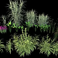 Diverse Aquatic Plants With Green Foliage And Purple Flowers For Water Garden