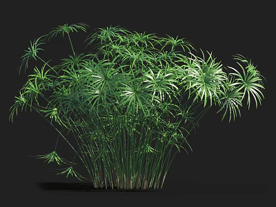 Vibrant Aquatic Plant With Clumping Slender Stems And Lush Green Foliage 3d model