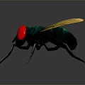 fly green head fly insect animal 3d model