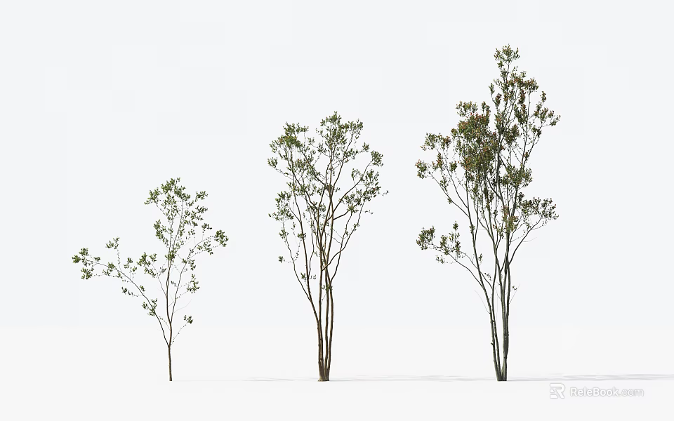 Three Different Sizes Arbor Trees With Green Leaves And Slender Trunks Against White Background 3d model 
