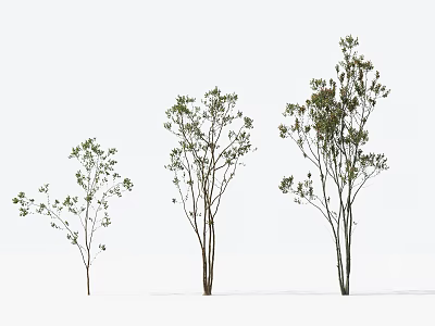 Three Different Sizes Arbor Trees With Green Leaves And Slender Trunks Against White Background 3d model