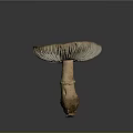Fresh Edible Mushroom With Brown Spotted Cap Ruffled Edge And Natural Stem