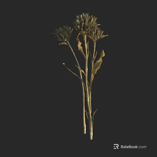 Withered Dried Flowers In Vase With Thin Stems And Brown Leaves On Black Background 3d model 