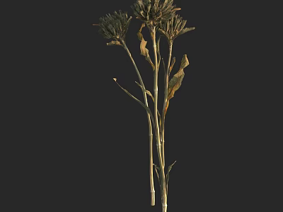 Withered Dried Flowers In Vase With Thin Stems And Brown Leaves On Black Background 3d model