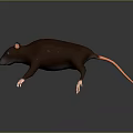 3D Model Brown Rat With Pink Ears White Paws And Black Eyes On Black Background