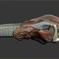 Detailed 3D Model of Human Organ and Hair Anatomical Structure with Muscles and Vessels