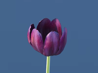 Stunning Single Deep Purple Tulip Flower With Vibrant Blue Background 3d model