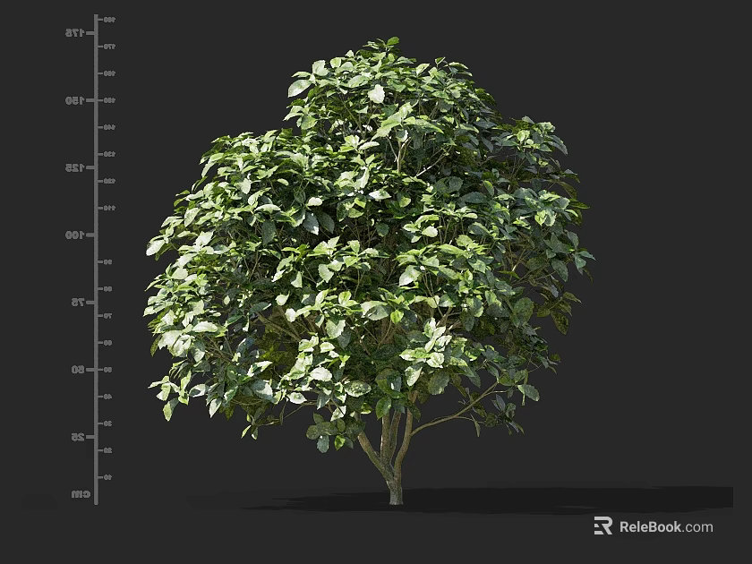 Lush Green Shrub with Rounded Shape Dense Foliage and Height Measurement Scale 3d model