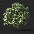 Lush Green Shrub with Rounded Shape Dense Foliage and Height Measurement Scale 3d model