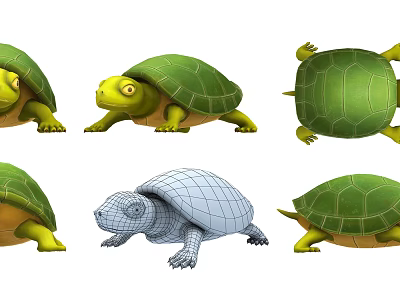 Multiple Views Of Reptile Turtle 3D Model With Green Shell And Wireframe 3d model