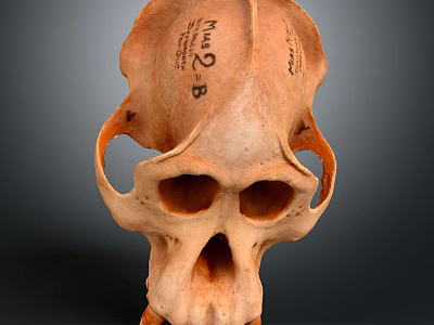 Detailed Human Skull Anatomical Model With Handwritten Study Notes 3d model