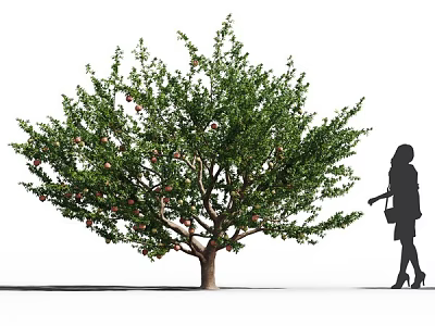 Lush Green Fruit Bearing Tree With A Woman Silhouette Standing Nearby 3d model