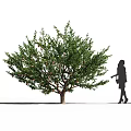 Lush Green Fruit Bearing Tree With A Woman Silhouette Standing Nearby