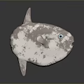 Ocean Sunfish with Grayish White Spotted Body Blue Eyes and Rounded Form