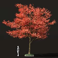 Tall Arbor Tree with Red Autumn Foliage Brown Trunk and Detailed Leaves Against Black Background