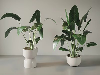 Indoor Potted Plants with Large Green Leaves in White Ceramic Pots for Modern Interior Decor 3d model