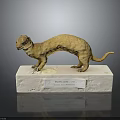 Siberian Weasel Mustela Sibirica Model Display Standing On White Base