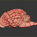 3D Anatomical Brain Model With Red Vascular Structure On Dark Background