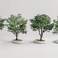 Four Arbor Trees Planted in Round White Bases Against White Background 3d model