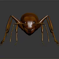 Detailed Brown Ant With Long Antennae On Dark Reflective Background