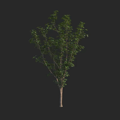 Modern Cherry Blossoms Japanese Cherry Blossoms Tokyo Cherry Blossoms 3d model